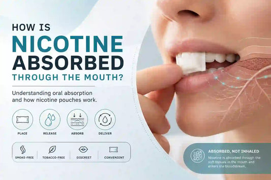 How Is Nicotine Absorbed Through the Mouth?